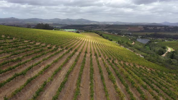 Aerial View of Scenic Vineyard on a Hillside at South Africa