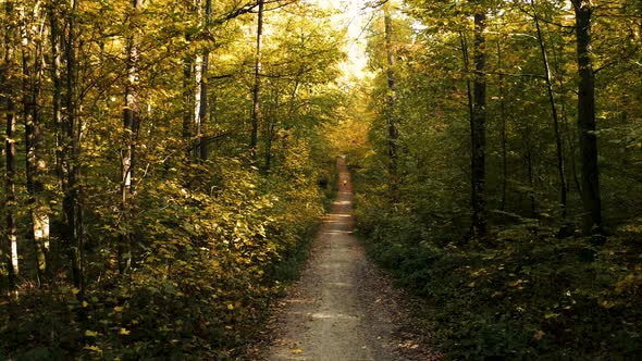 Autumn Path In Forest With A Runner