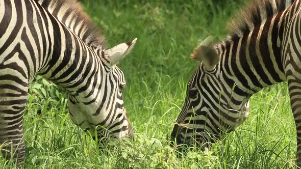 Zebra Grazing on Grassland