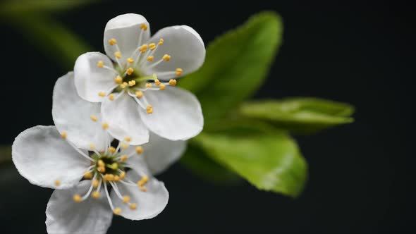 Cherry Blossom Branch of Tree Spring Time Lapse Close Up Stamens Moving Growing