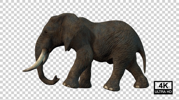 Elephant Walking Side View alt
