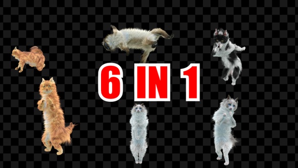 Cat Dancing 6 Pack alt