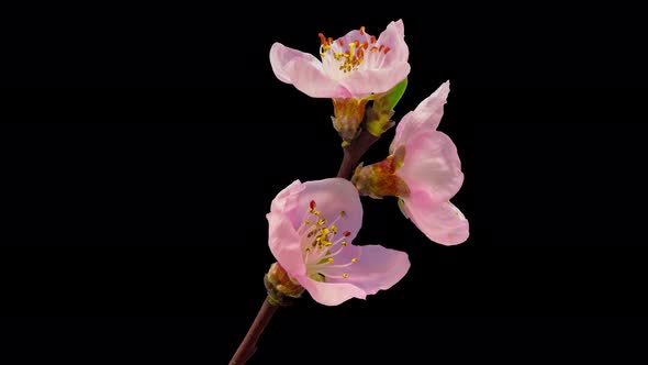 Peach Blossom Isolated alt