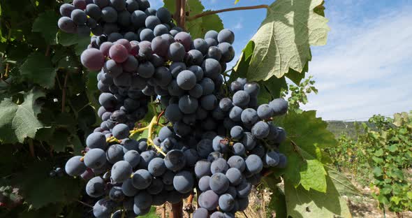 vineyards, Pic saint Loup, Claret, Occitanie, France alt