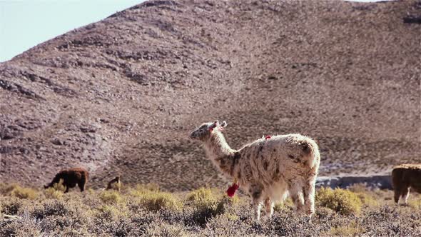 Llamas grazing in the Andes Mountains, South America. alt