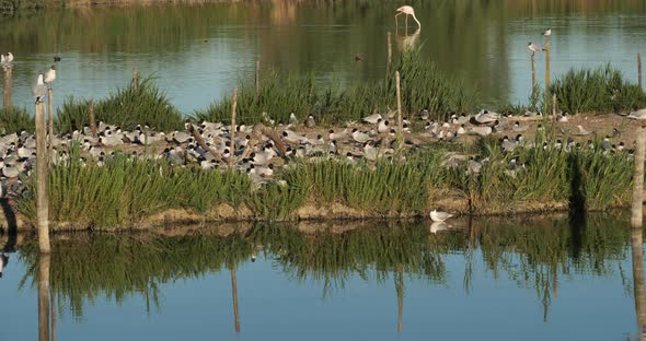 A flock of Mediterranean gull (Ichthyaetus melanocephalus), during the egg incubation time, Camargue alt