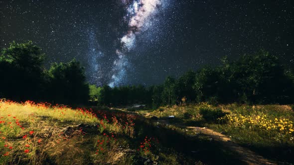Green Trees Woods In Park Under Night Starry Sky alt