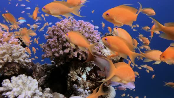 Colorful Tropical Fishes Seascape alt