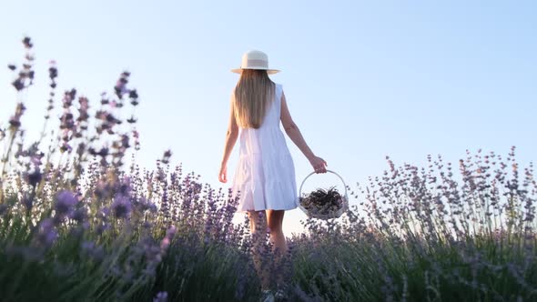 Woman in White Dress and White Hat on Lavender Fields Lady Walking ...