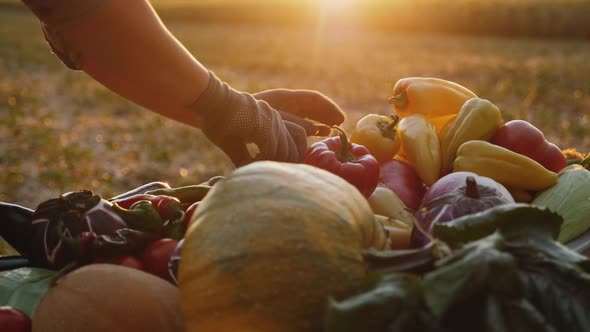 Farmer Puts Fresh Vegetables in a Wheelbarrow, Close-up alt