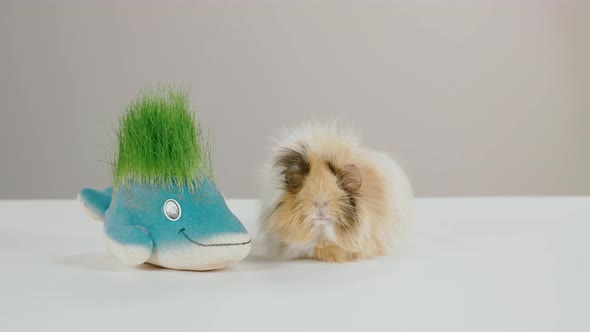 Funny Pet Playing With A Toy alt