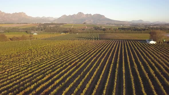 Aerial over wine farm in Cape Town