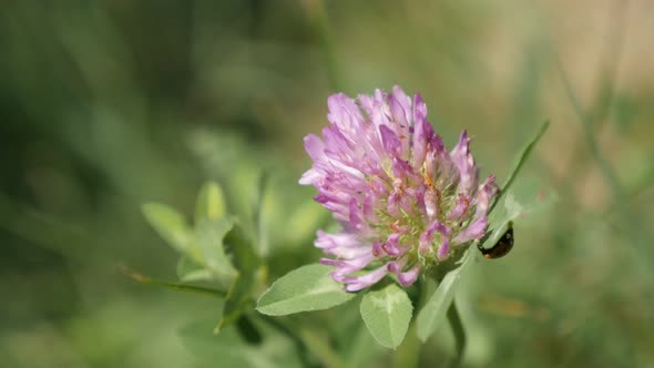 Red clover  herbaceous specie plant  and ladybird in the field 4K 2160p 30fps UltraHD footage - Trif alt