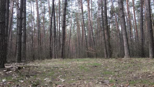 Trees in a Pine Forest During the Day Aerial View alt