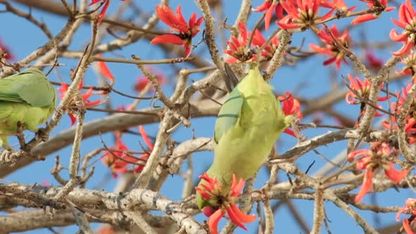Slow-motion footage of a green parrot jumping from branch to branch