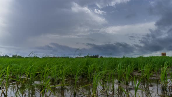 Flooded Ricefield with Growing Plants Time Lapse