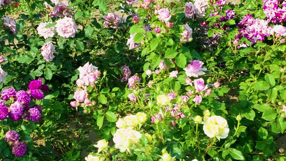 Flying over delicate picturesque bush blooming roses on a summer day in the park. Rose garden alt