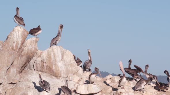 Flock of Brown Pelican on Rock Blue Sky Point Lobos Wildlife California Birds