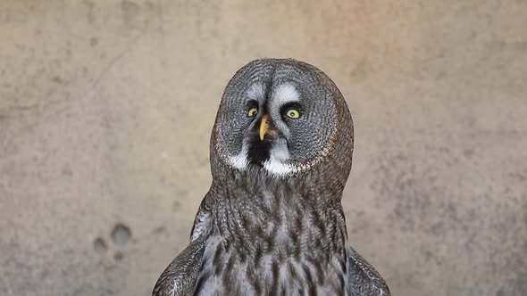 Great Grey Owl Carnivore Bird Closeup Portrait alt