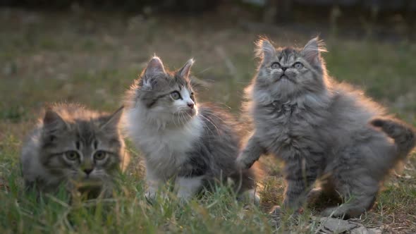Three Kitten Playing In The Garden Slow Motion alt