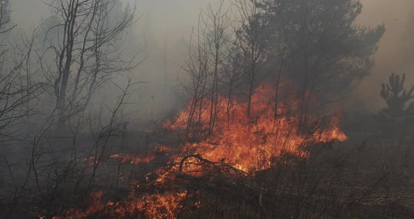 The Spread Of Fire In The Forest Burns Grass And Trees View From The Middle alt