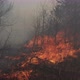 The Spread Of Fire In The Forest Burns Grass And Trees View From The Middle - VideoHive Item for Sale