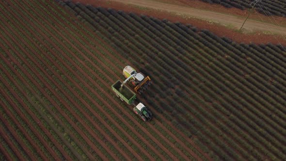 Harvest of Lavender Field in Valensole alt