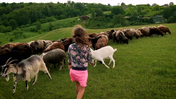 A Child Girl Runs with Sheep in the Pasture alt