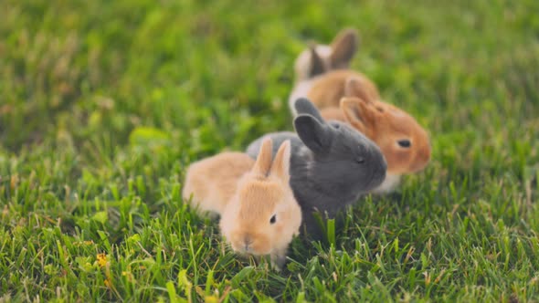 Little Rabbits Walk on the Lawn