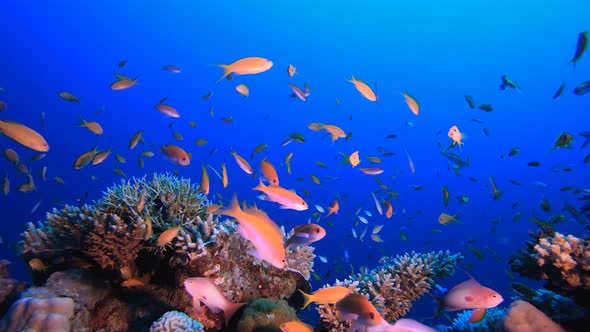 Reef Marine Underwater Scene