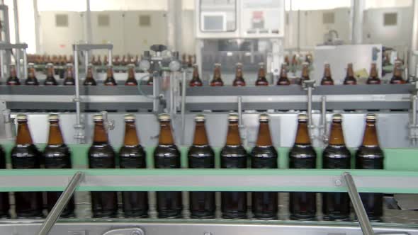 Workshop of Beer Factory, Bottles with Drink Are Moving on Conveyor Belt, Bottling