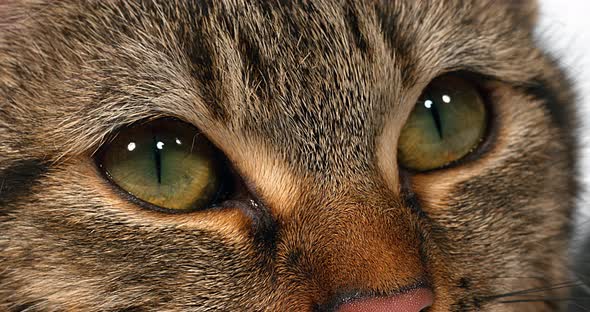 Brown Tabby Domestic Cat on White Background, Close-up of Eyes, Real Time 4K