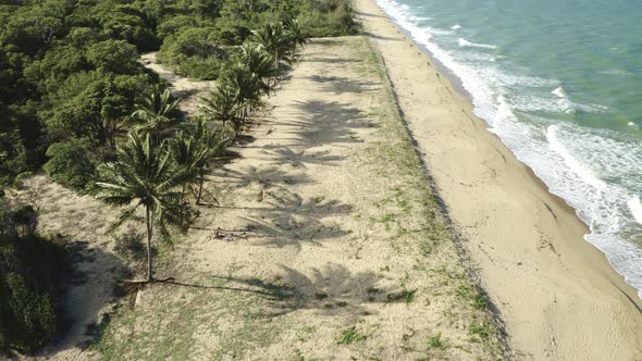 Aerial, Palms On Wangetti Sand Beach In Cairns In Queensland, Australia 