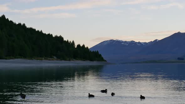 A group of ducks swim in Lake Tekapo with pine tree alt