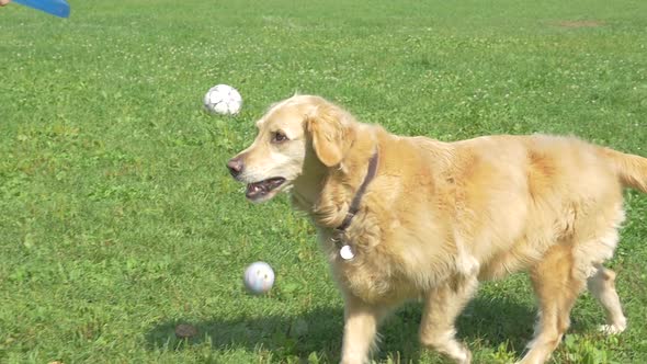 Golden Retriever Dog Fetching And Dropping Ball For Frisbee