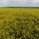 Aerial View: Yellow Canola Field. Field of Blooming Rapeseed Aerial View. Yellow Rapeseed Flowers - VideoHive Item for Sale