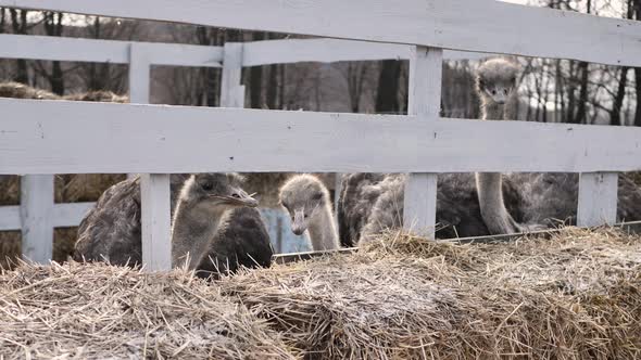 Ostrich the Head of a Young Ostrich Peeps From Behind the Fence in the Corral Portrait of a Young