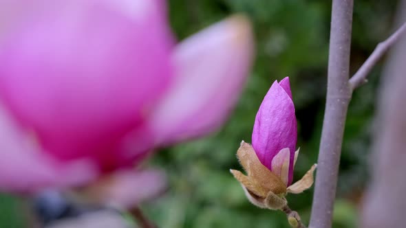 Closeup of a Beautiful Pink Bud of Blooming Magnolia