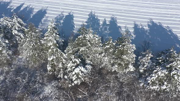 Coniferous trees under snow 4K drone video alt