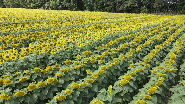 Large Field with Sunflowers on a Sunny Summer Day alt