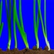 Growing Onion Time Lapse With Alpha Channel - VideoHive Item for Sale