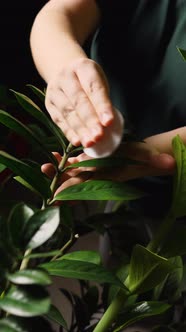 A woman in a green T-shirt is wiping the green leaves of a houseplant from dust with a white cotton alt