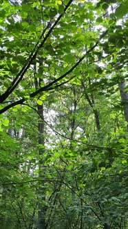 Vertical Video of Beautiful Green Forest By Day alt