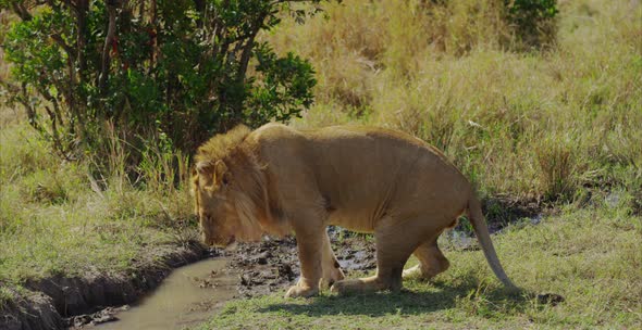 Lion walking near a creek alt