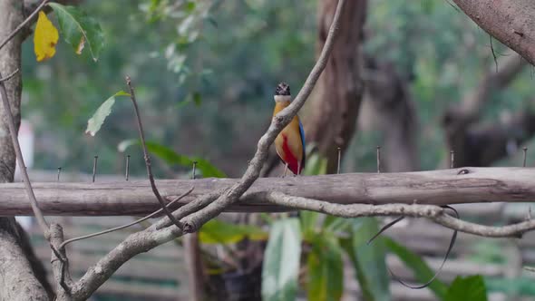 Small Blue Winged Pitta Bird Sitting on the Wood and Looking at Camera alt
