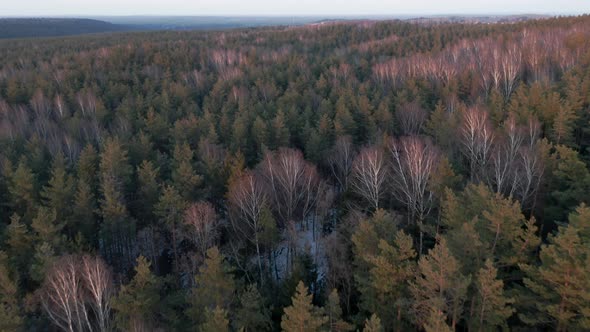 AERIAL: Pine and Birch Forest with Colourful Sunset Light Hitting Trees alt