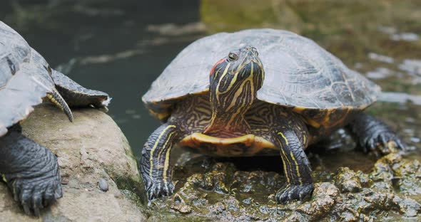Pond Slider or Trachemys Scripta Common Mediumsized Semiaquatic Turtle alt
