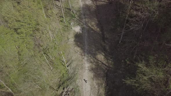 Aerial view of man traveler hiker walking on forest trail in the mountains. Woodland Caucasus Russia