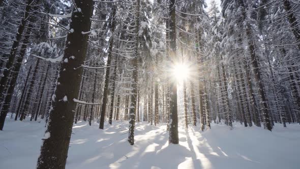 A Snowcovered Forest in Winter  the Sun Shines Through the Branches alt