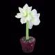 Time-lapse of opening white Alfresco amaryllis Christmas flower - VideoHive Item for Sale